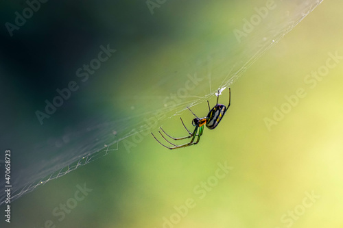 spider on the web © Mateo