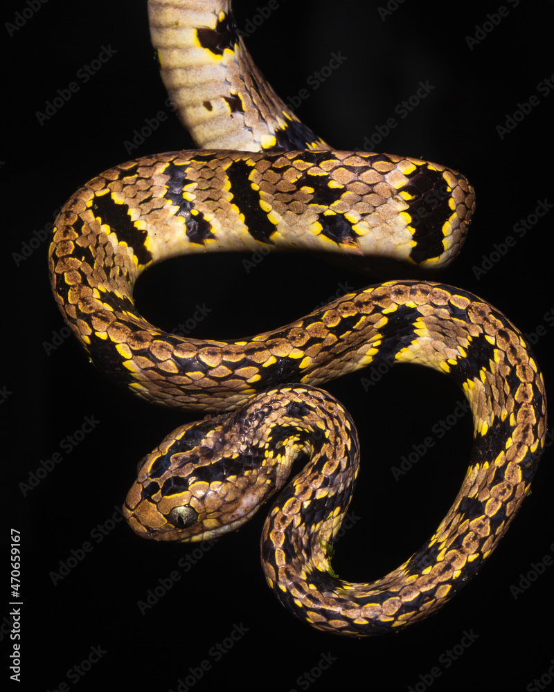 snake snake