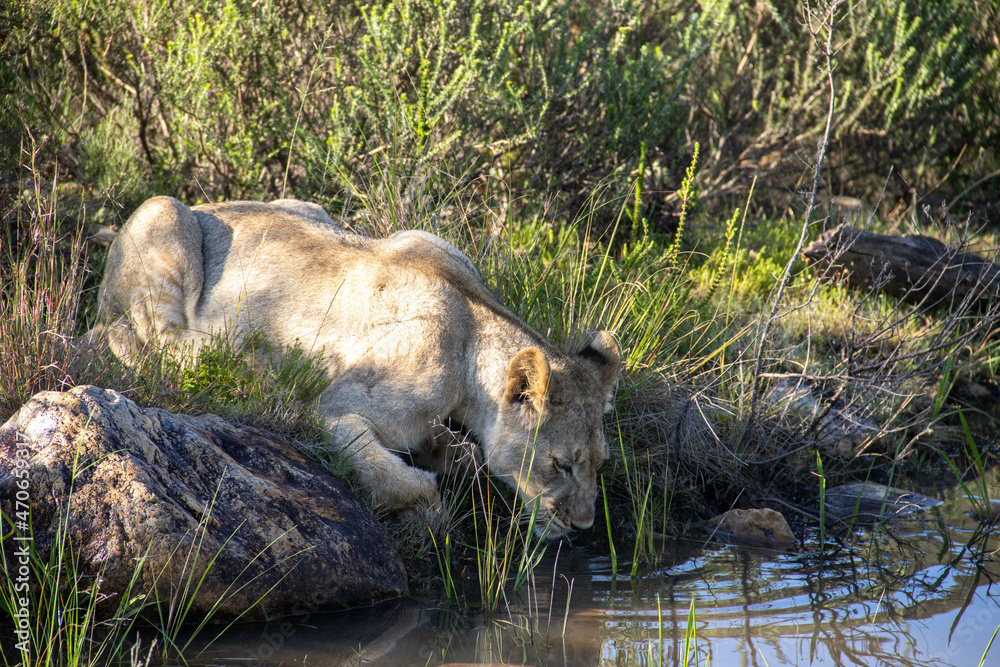Fototapeta premium Löwin am Wasserloch in Südafrika