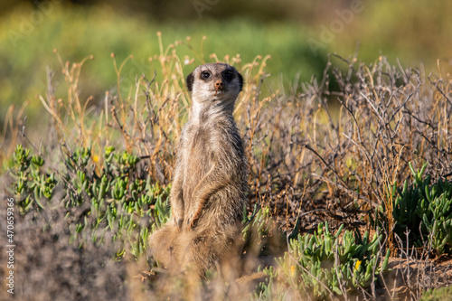 Erdmännchen in Oudtshoorn, Südafrika