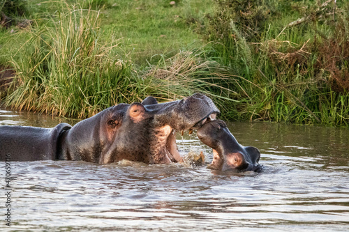 Nilpferde kämpfen im Wasserloch in Südafrika