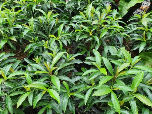 Ardisia crenata, a small shrub found in the rainforest. Single leaves, pointed ends, thick, jagged edges. have medicinal properties Roots help appetite, cure canker sores and blisters on the skin.