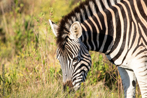 Zebra im Gondwana Private Game Reserve in S  dafrika