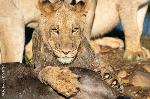 Löwe im Gondwana Private Game Reserve in Südafrika photo