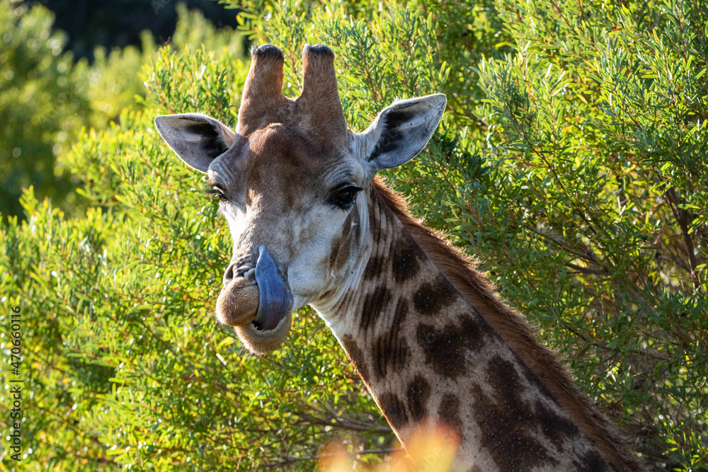Fototapeta premium Nahaufnahme einer Giraffe in Südafrika