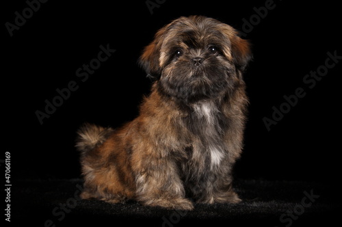 Chiot Shih-Tzu