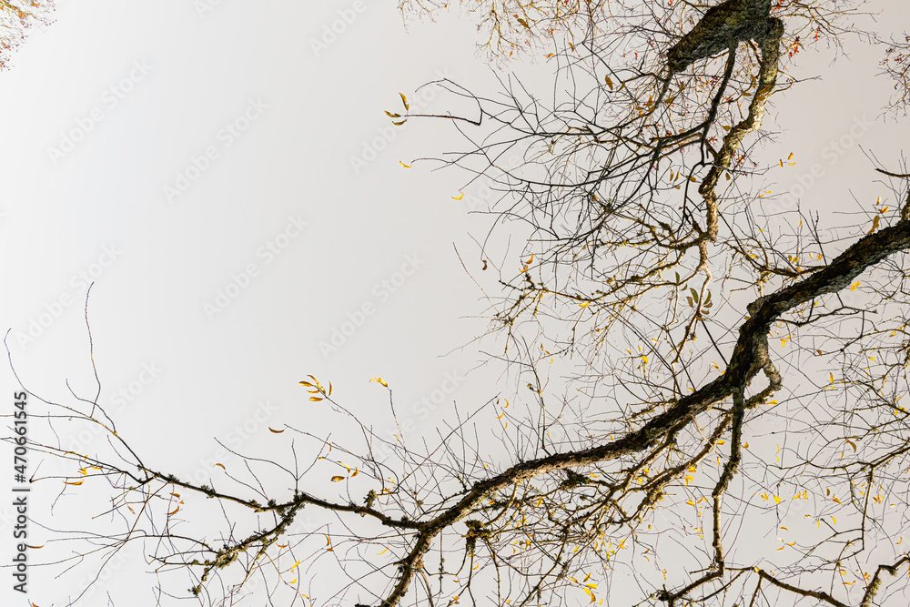Obraz premium Tree branches in the air. Ikebana Style winter landscape in nature.