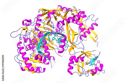 Structure of human argonaute-1 complexed with let-7 miRNA. 3D cartoon model, secondary structure color scheme, PDB 4krf, white background photo