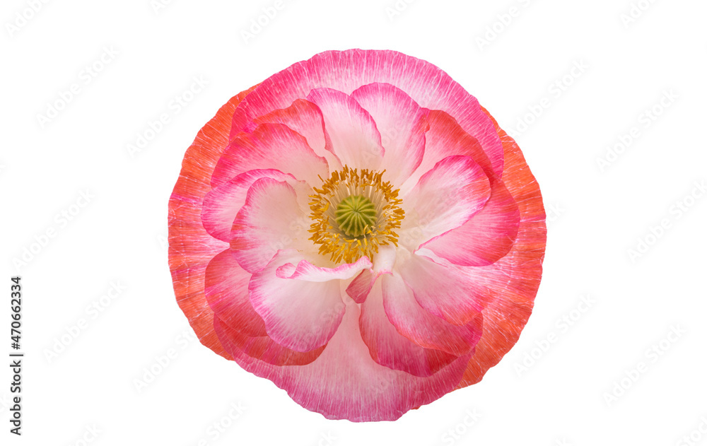 beautiful poppies isolated beautiful poppies isolated