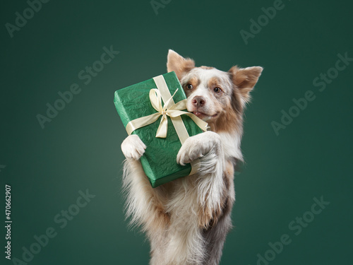 Happy dog is holding a gift Fotobehang