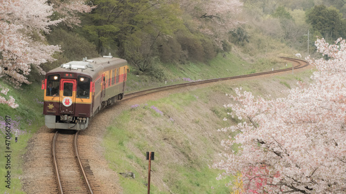 桜とわたらせ渓谷鐵道