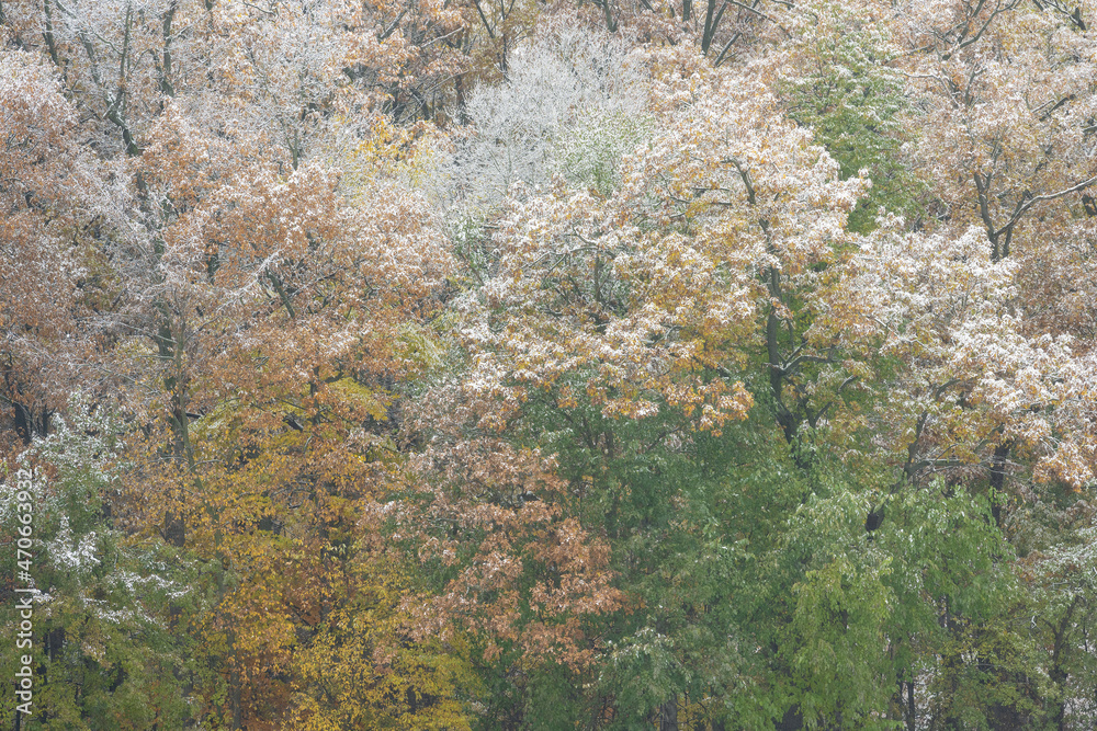 Autumn landscape of snow flocked forest, Yankee Springs State Park, Michigan, USA