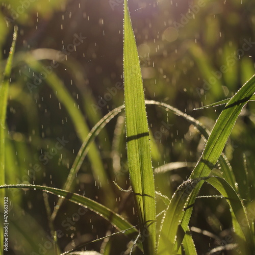 dewdrop