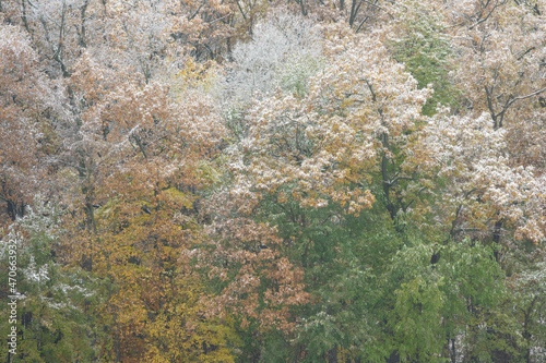 Autumn landscape of snow flocked forest  Yankee Springs State Park  Michigan  USA