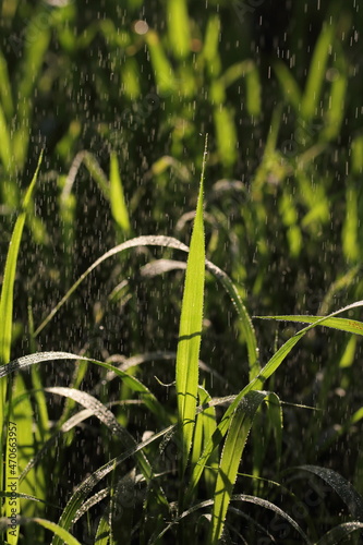 dewdrop