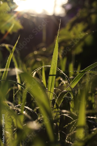 dewdrop