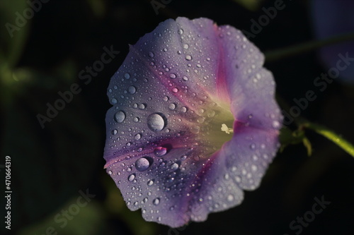 dewdrop