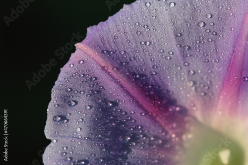 dewdrop