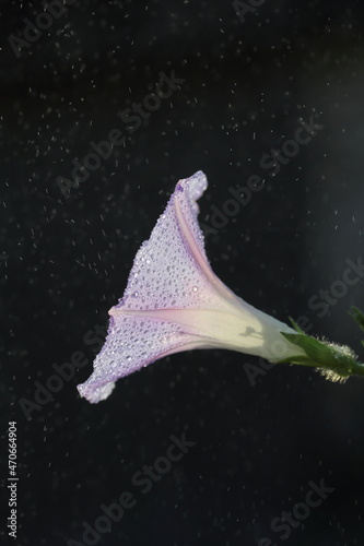 dewdrop