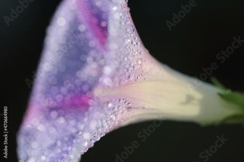 dewdrop