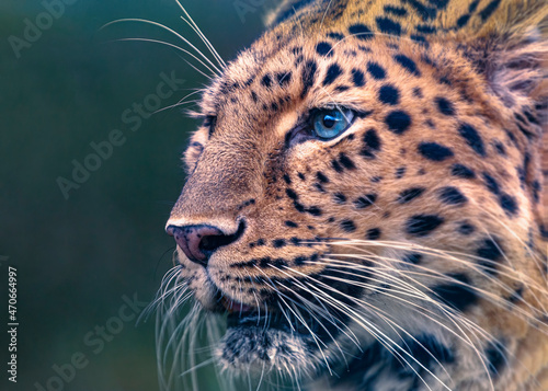 Panthère de l'Amour (Léopard) - Panthera Pardus Orientalis