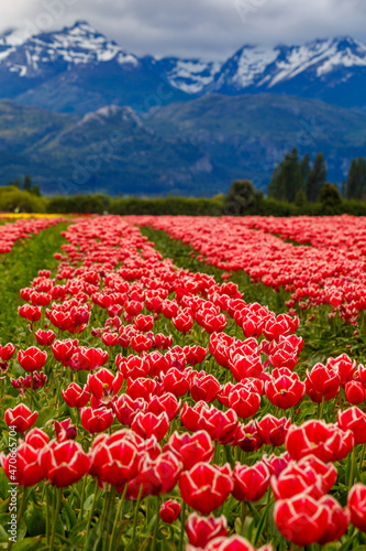 Campo de Tulipanes Trevelin