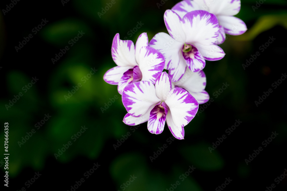 Beautiful purple and white orchid flowers on nature greenery bokeh background Beautiful purple and white orchid flowers on nature greenery bokeh background