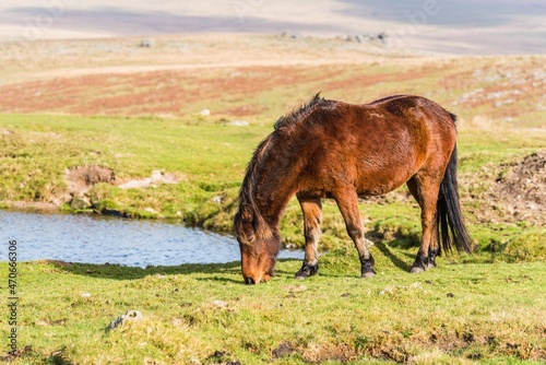 Wild horses over Sharpitor in autumn colours, Dartmoor National Park, Devon, England, Europe photo