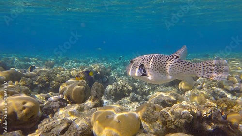 Pufferfish swims over hard corals colony Porites in the morning sun rays. Blackspotted Puffer (Arothron stellatus). 4K-60fps photo