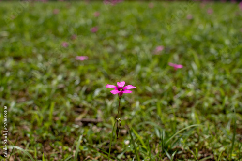 green grass full of small pink flowers