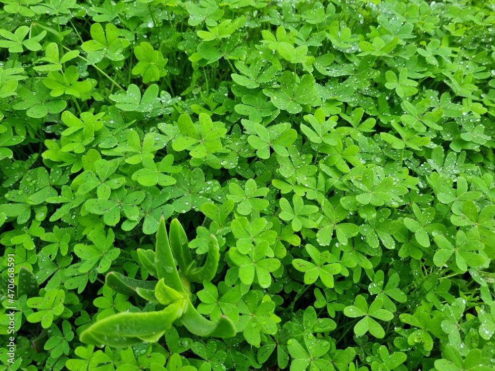 Oxalis pes-caprae. African wood-sorrel, Bermuda buttercup, Bermuda sorrel, buttercup oxalis, Cape sorrel, English weed, goat's-foot, sourgrass, soursob or soursop Oxalis pes-caprae. African wood-sorrel, Bermuda buttercup, Bermuda sorrel, buttercup oxalis, Cape sorrel, English weed, goat's-foot, sourgrass, soursob or soursop