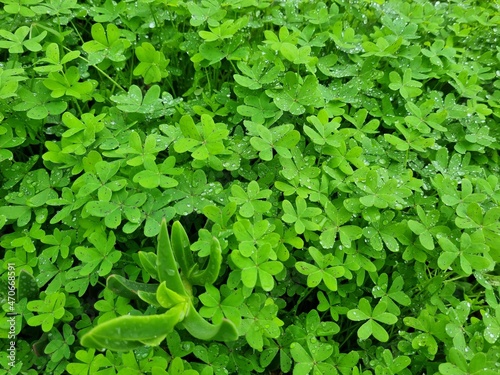 Oxalis pes-caprae. African wood-sorrel, Bermuda buttercup, Bermuda sorrel, buttercup oxalis, Cape sorrel, English weed, goat's-foot, sourgrass, soursob or soursop
