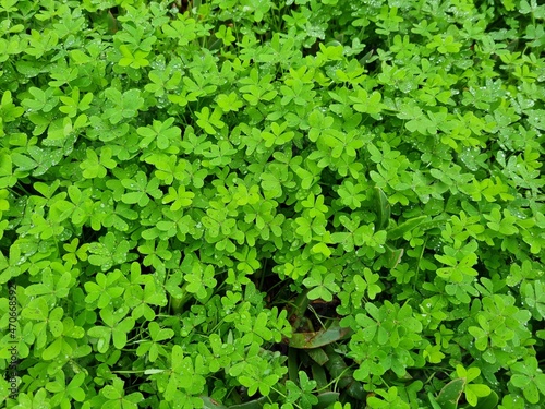 Oxalis pes-caprae. African wood-sorrel, Bermuda buttercup, Bermuda sorrel, buttercup oxalis, Cape sorrel, English weed, goat's-foot, sourgrass, soursob or soursop
