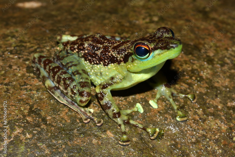 Black-spotted Rock Frog (Staurois guttatus) in natural habitat, Brunei, Borneo Black-spotted Rock Frog (Staurois guttatus) in natural habitat, Brunei, Borneo