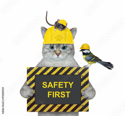 An ashen cat in a construction helmet holds a poster that says safety first. White background. Isolated.