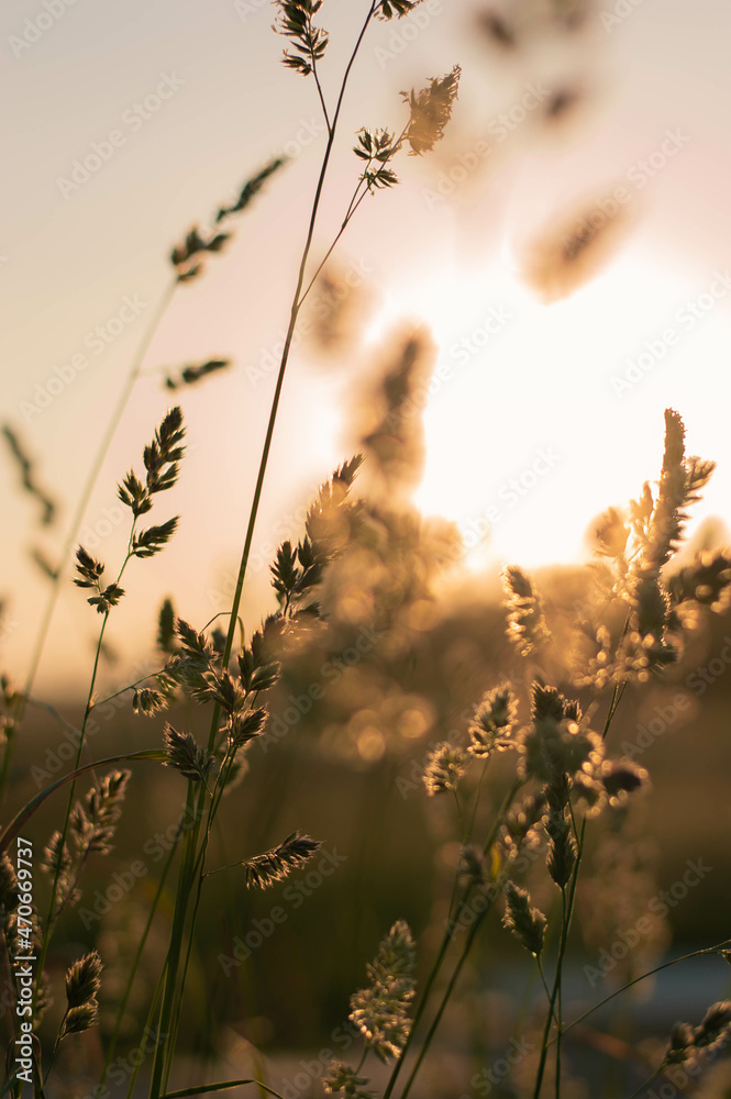 Fototapeta premium Trawa 2