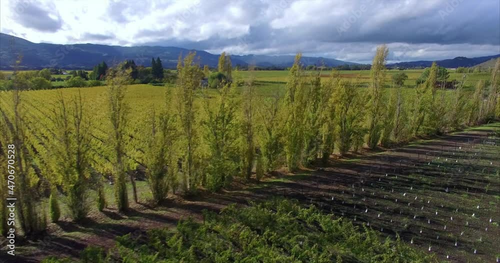 Aerial flyover vineyard in the autumn, Napa Valley, USA Aerial flyover vineyard in the autumn, Napa Valley, USA