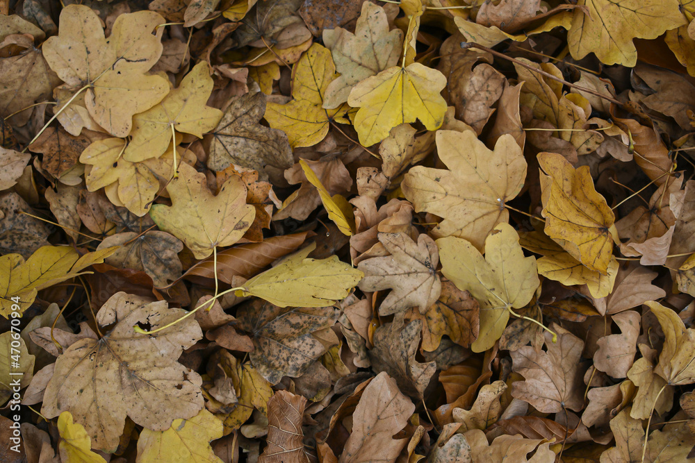 Autumn leaves on the ground wallpaper