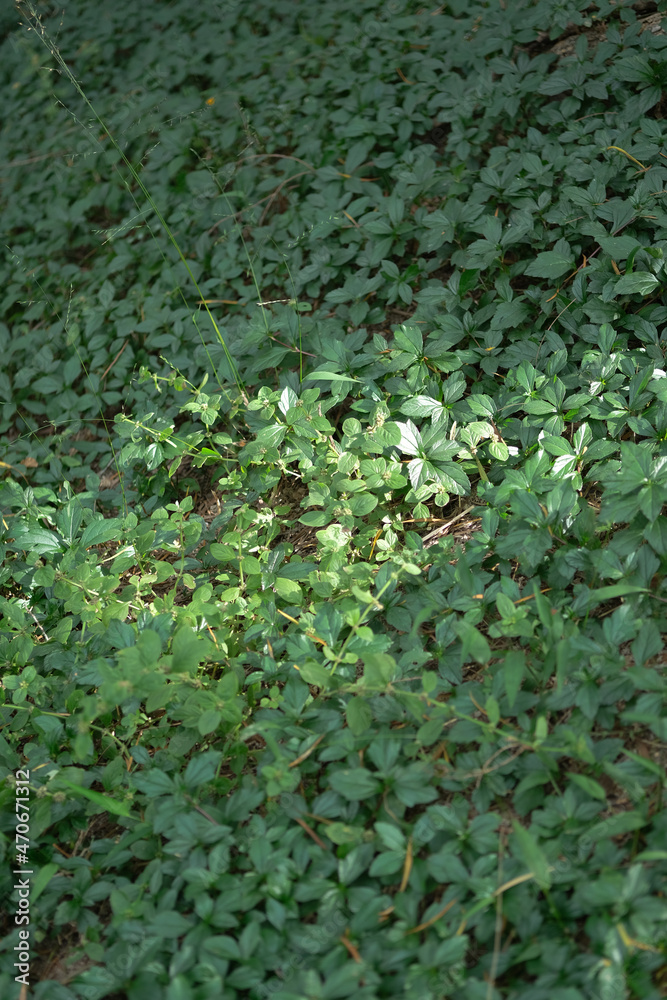 Green Plant, wild plant, leaf Green Plant, wild plant, leaf