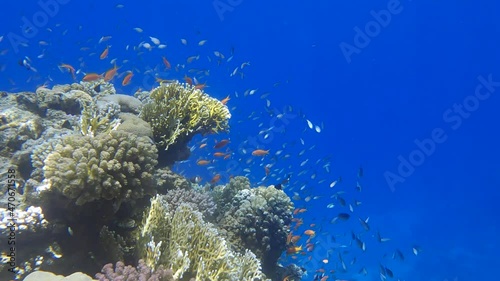 Colorful tropical fish swims near beautiful coral reef on blue water background in sun lights. Arabian Chromis (Chromis flavaxilla) and Lyretail Anthias or Sea Goldie (Pseudanthias squamipinnis) photo