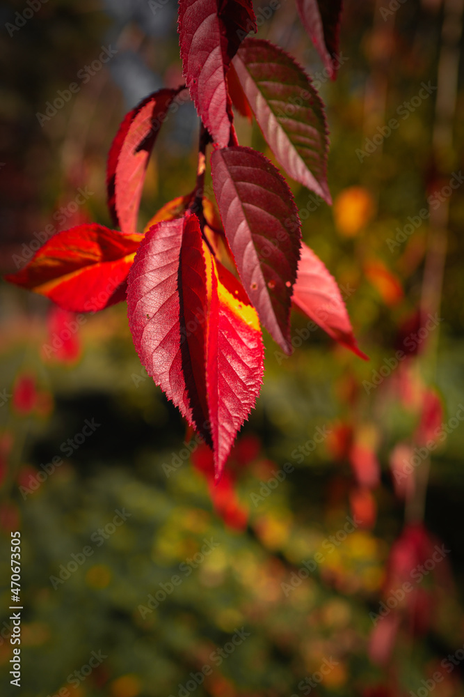 Red cherry tree foliage on the blurred garden background.