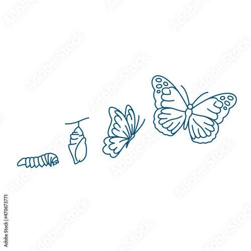 Fototapete butterfly life cycle vector line art illustration icon