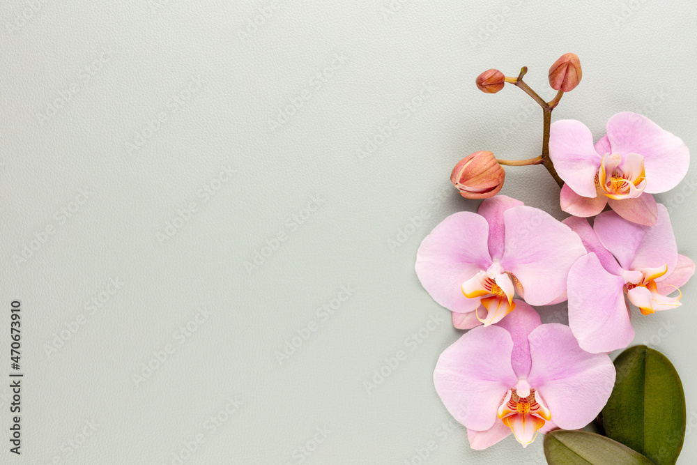 Fototapeta premium Pink spa orchid theme objects on pastel background.