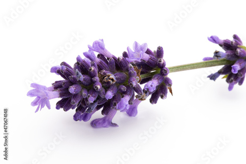 Lavender flowers on a white background.