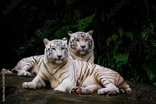 Photography A pair of white tiger resting side by side