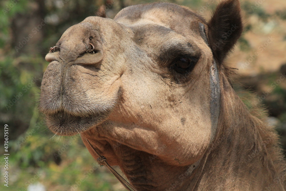 Obraz premium ラクダ