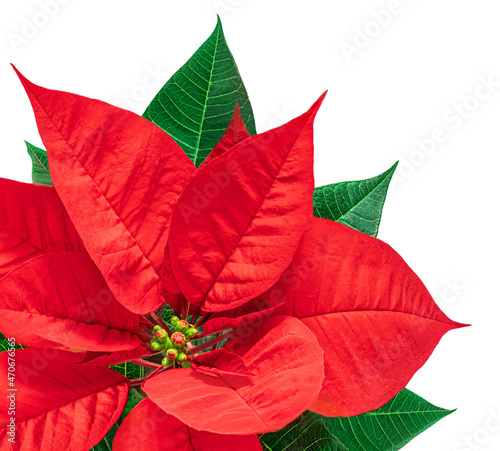 Red Christmas flower  Poinsettia isolated on white background. Xmas symbol Flat lay. Top view..