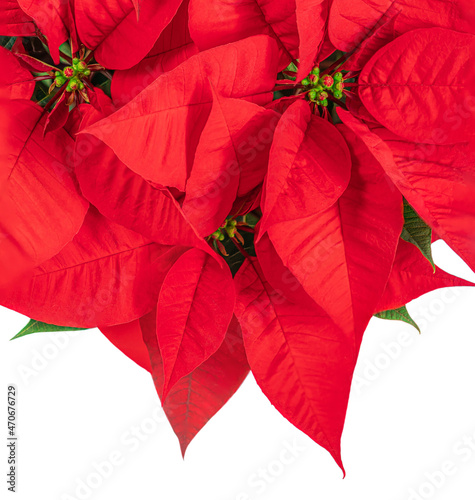 Red Christmas flower  Poinsettia isolated on white background. Xmas symbol Euphorbia Flat lay. Top view..