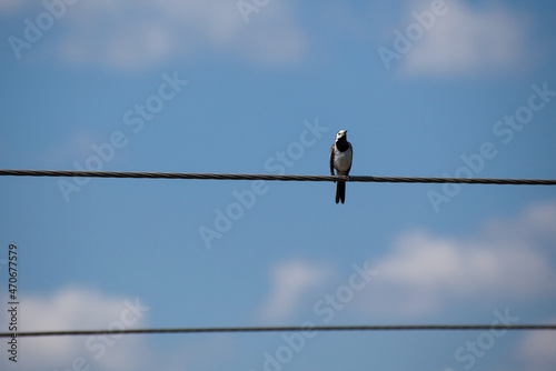 White Wagtail Motacilla alba sitting on eletric wire against a blue sky background. Copy space © Klemenso