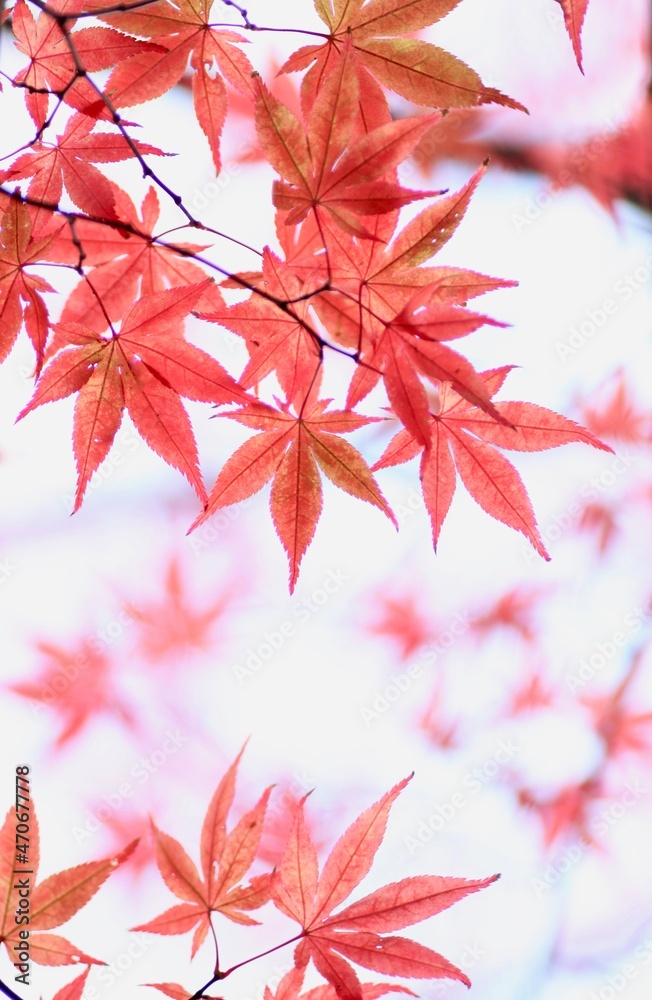 紅葉したモミジ 紅葉したモミジ